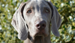 Animals of this breed, now defunct, are considered the progenitors of many modern hounds. They h ...