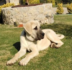 The Anatolian Shepherd Dog can live on the street all year round, but in severe frosts, it is st ...