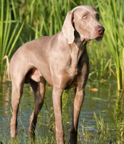 As a separate breed, the Weimaraner began to form at the beginning of the 19th century. Accordin ...