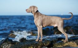 Many modern dog handlers, recognizing that the breed was bred in the vicinity of Weimar, believe ...