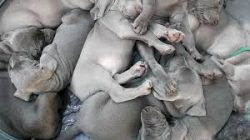 In 1897, the German Weimaraner Hunting Club was founded, and for a long time, this breed was a k ...