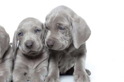 The massive, literally agiotage, fascination with elegant Weimaraners – both in the USA an ...