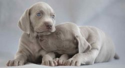 Not so long ago, some European breeders and their counterparts from the United States started br ...