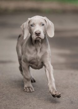 The Weimaraner is a fairly large dog of athletic build, wiry, frankly muscular. 