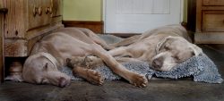 The Weimaraner is proportionally built, its back is wide, solid, strong, without deflection. The ...