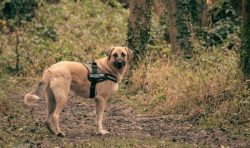 As a shepherd dog-watchman, the Anatolian Karabash has no equal. She has a very stable psyche, s ...