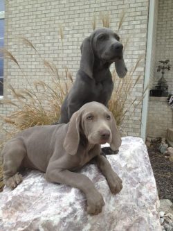 You should not keep these animals in an aviary, like other hunting dogs, because this makes them ...