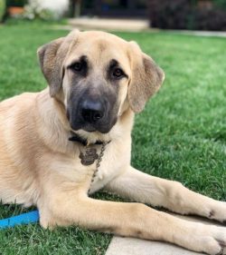 Anatolian Shepherd Dog prefers to be on a hill and watch everything that happens around. The bre ...