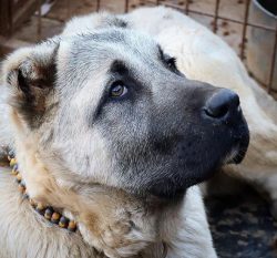 Such a dog does not need to build a special enclosure, but he needs a lot of space for walking. 