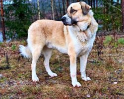 The Anatolian Shepherd in Turkey is still used to protect the herds of sheep from wolves. At pup ...