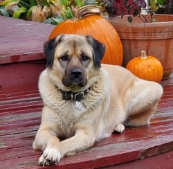 The Anatolian Shepherd Dog breed is one of the most ancient, and, according to various archaeolo ...