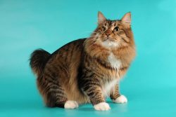 The American Bobtail is a relatively young breed. It was bred by accident in the 60s of the 20th ...