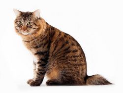 In 1970, a breed standard was developed and adopted, and in 1989 the American Bobtail gained uni ...