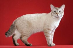 Possible ancestors of the American Bobtail are considered to be the Japanese Bobtail and the Lyn ...