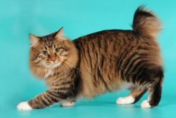 There are two varieties of the American Bobtail – shorthaired and longhaired. It is believ ...