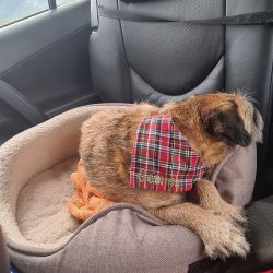 The Border Terrier is a hard-coated dog originally bred for hunting foxes and martens. The long  ...