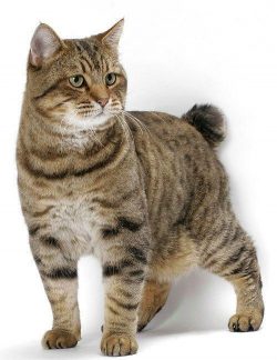 A characteristic feature of the American Bobtail is a short tail. Representatives of this specie ...