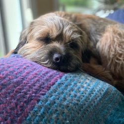 The Border Terrier is recommended for owners who like active walks and can devote a lot of time  ...