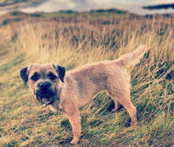 The breed is distinguished by intelligence and is easy to train, gets along well with children.