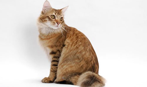The muzzle of the American Bobtail is wide-angle, soft, with oval slightly slanted eyes and medi ...