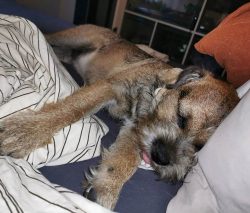 Border Terrier is a dog that is valued primarily for its wonderful character, friendly dispositi ...