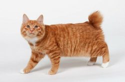 The nose of the American Bobtail is dark, the eyebrows are thick. The neck of the cat is muscula ...