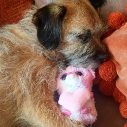 These dogs are often referred to as Border Terriers. It is not surprising, because “border ...