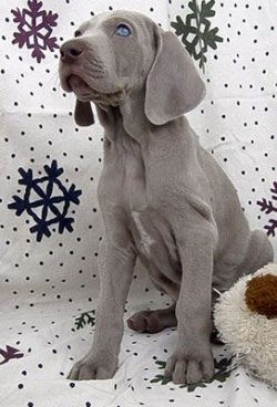 Loneliness in the home walls of Weimaraners is also difficult, and the company of another pet do ...