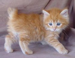 Legs of an American bobtail are of medium length. Feet are rounded, with compact toes.