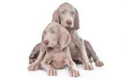 The Weimaraner is a fairly balanced dog. He treats strangers with caution but does not demonstra ...