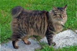 The coat of the American Bobtail is a little shaggy, does not fit tightly to the body, very thic ...