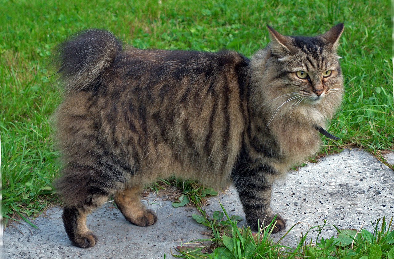 The coat of the American Bobtail is a little shaggy, does not fit ...