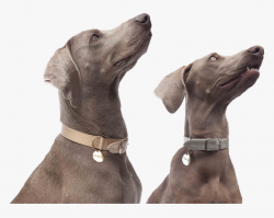 Weimaraners are friendly to their relatives, especially if they grew up next to them, but they r ...