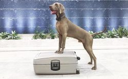 If the dog is living with her in the same house master’s darling is still able to endure,  ...
