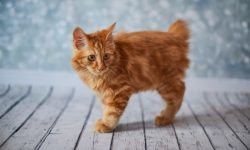 The tail of the American Bobtail is short. It should not reach the base of the hindquarters.