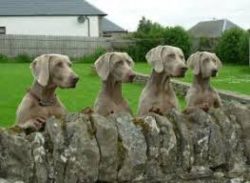 There are extremely obedient gun dogs, but quite often there are completely “reckless̶ ...