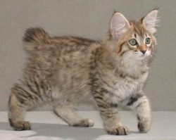 Almost any color of the Amerian Bobtail is allowed, but preference is given to agouti which is a ...