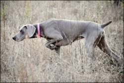 When raising a dog that is acquired for hunting, the owner needs to find a middle ground, since  ...