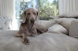 The ideal condition for keeping a Weimaraner is a spacious house with an extensive fenced garden ...