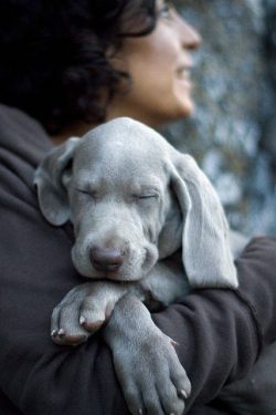In total, the Weimaraner must move fully and actively for at least two hours a day. 