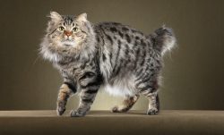 American Bobtails are calm and friendly animals that are easy to train, very intelligent, and tr ...
