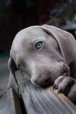 A dog walking on a leash must clearly execute the command “Near!” Otherwise, she her ...