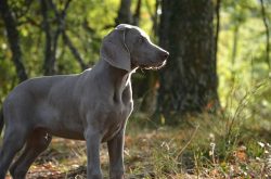 In frosty winter, pads and claws must be treated especially carefully so that anti-ice reagents  ...