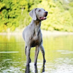 In the cold season, even though the short Weimaraner coat dries very quickly, it is better to re ...