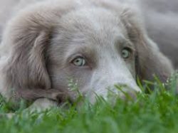 Strong and hardy Weimaraners are distinguished by excellent health, but a hereditary predisposit ...