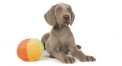 Weimaraners are prone to dermatoses, and von Willebrand disease, an inherited blood clotting dis ...