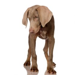 Ophthalmic problems can also occur in these dogs: corneal atrophy, eyelid volvulus, distichiasis ...