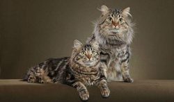 American Bobtails will not annoy their owners with their attention if they see that they are bus ...