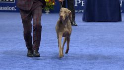 Weimaraners also have a predisposition to dysplasia of the hip and elbow joints. 