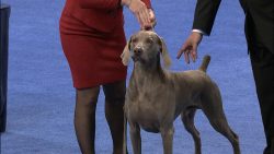 Weimaraner is not a very well-known breed in Russia. They began to breed them in our area only i ...